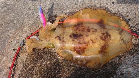 キロアオリイカ３杯